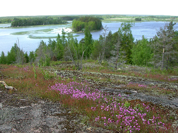 Hevossaari