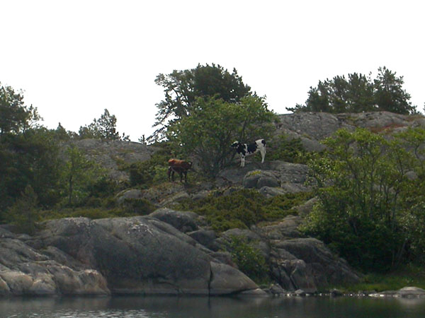 Kalliolehmi&auml;