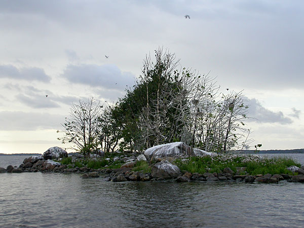 Pes&auml;saari