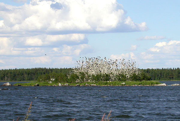N&auml;kyy pesi&auml; olevan