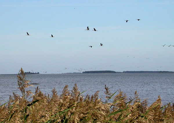 Lintuja lennossa