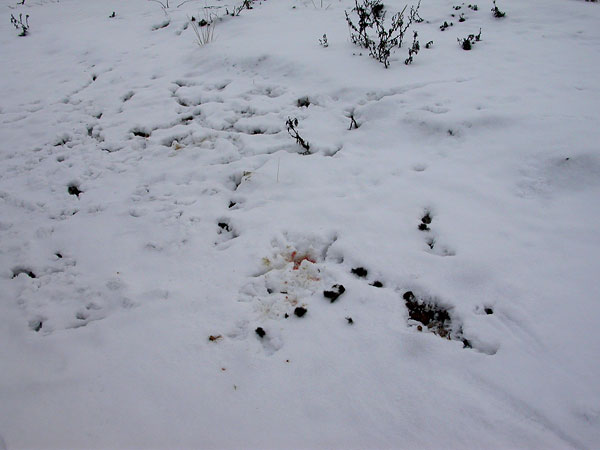 Varpushaukan j&auml;ljet