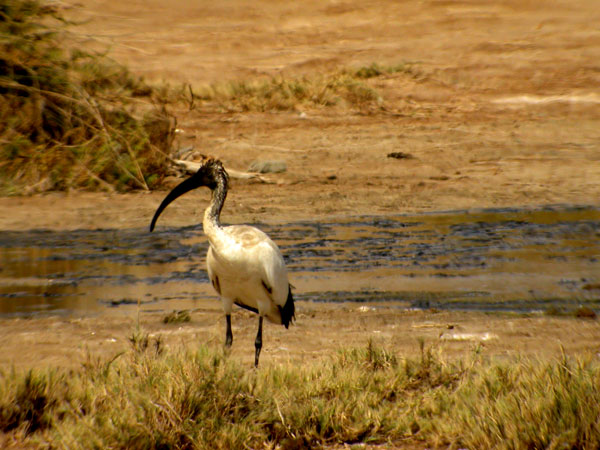 Pyh&auml;iibis