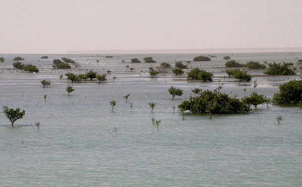 Mangroveranta