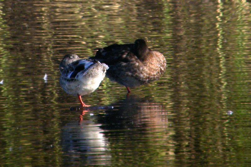 Vaalea hein&auml;sorsa