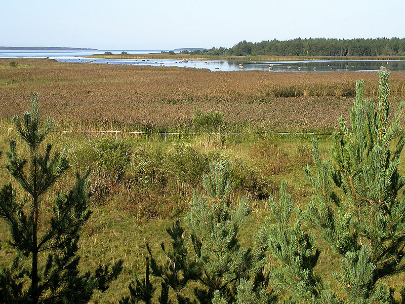 Riitsaranlahden suu