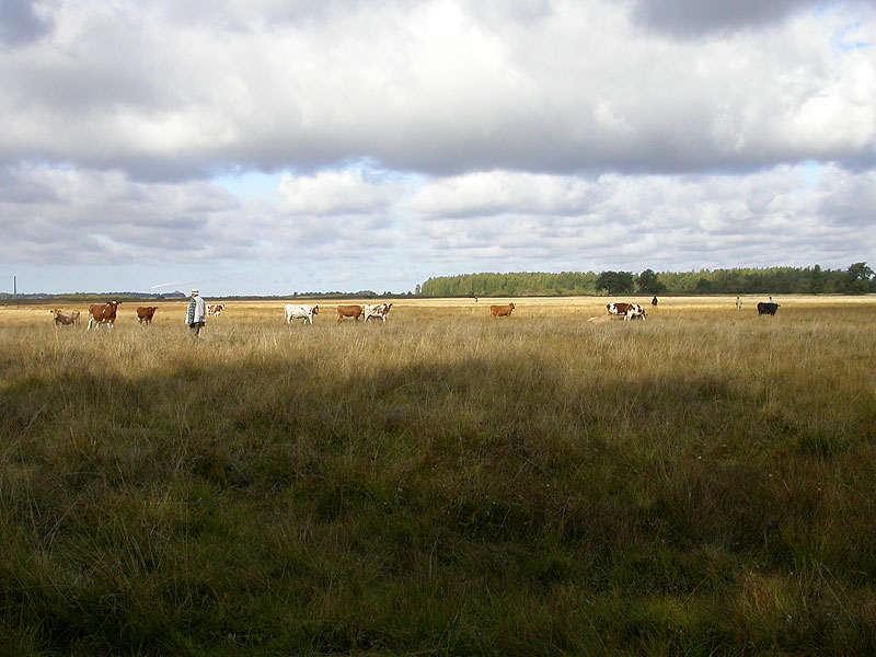 Ensimm&auml;iset bongarit