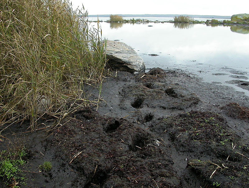 BRH:n j&auml;ljet