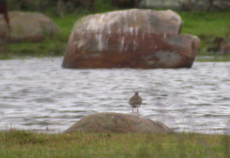 Punajalkaviklo