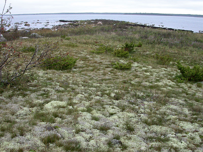 Pohjoisk&auml;rki