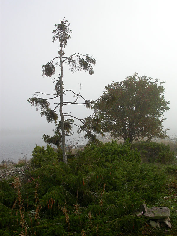 Truutholman kuusi