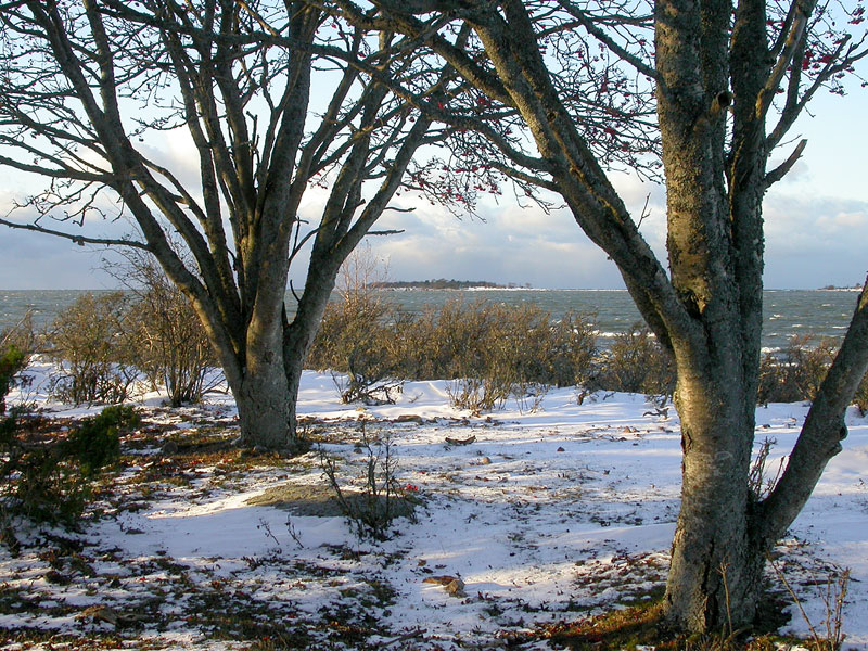 K&auml;rjen pihlajat