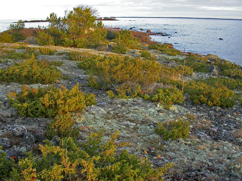 Steenkumppoosin N-k&auml;rki