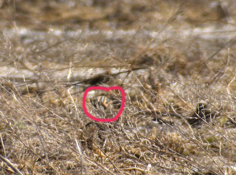 Helpotettu j&auml;nk&auml;kurppa