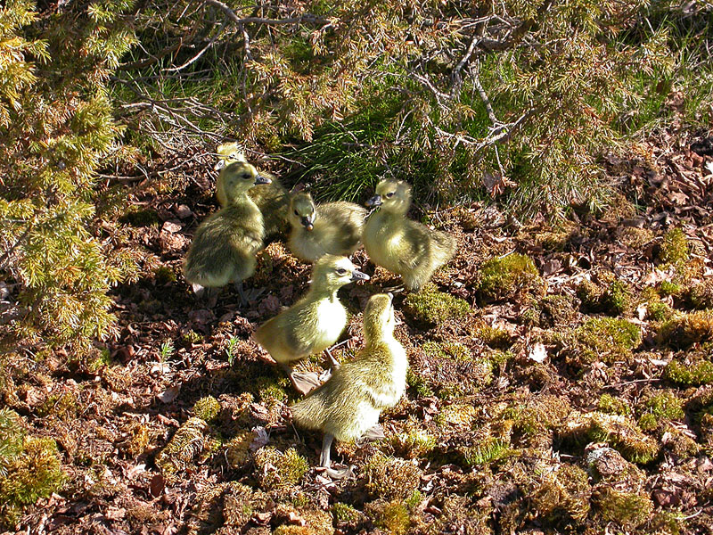 Merihanhen poikaset