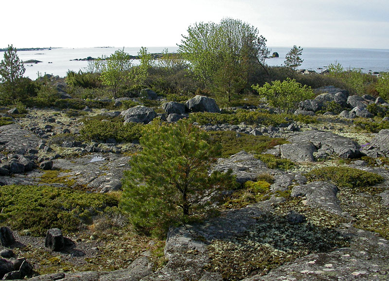 Stakin s-k&auml;rki
