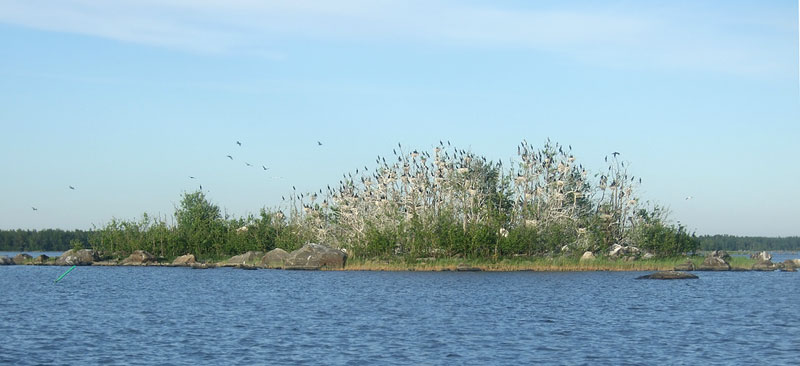 Saari 1