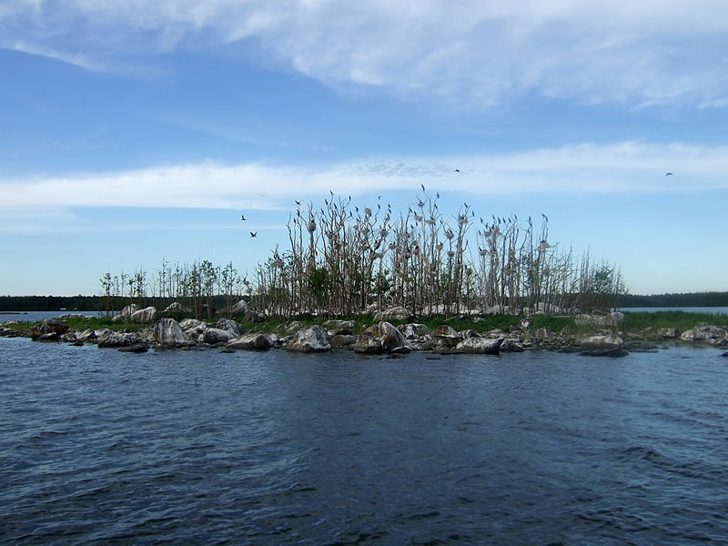 Saari 3
