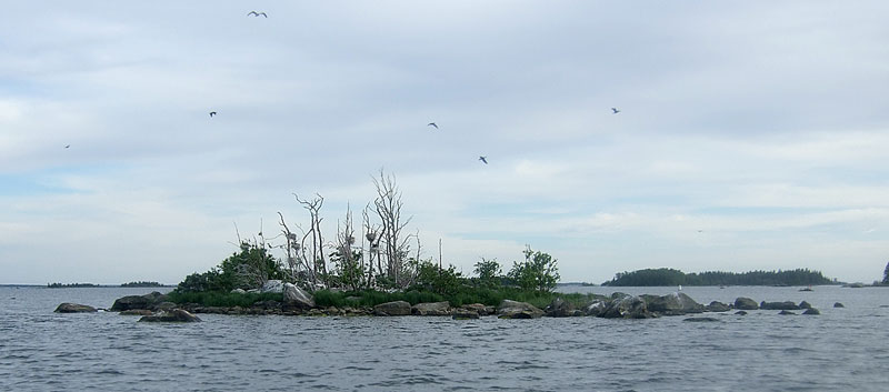 Saari 4