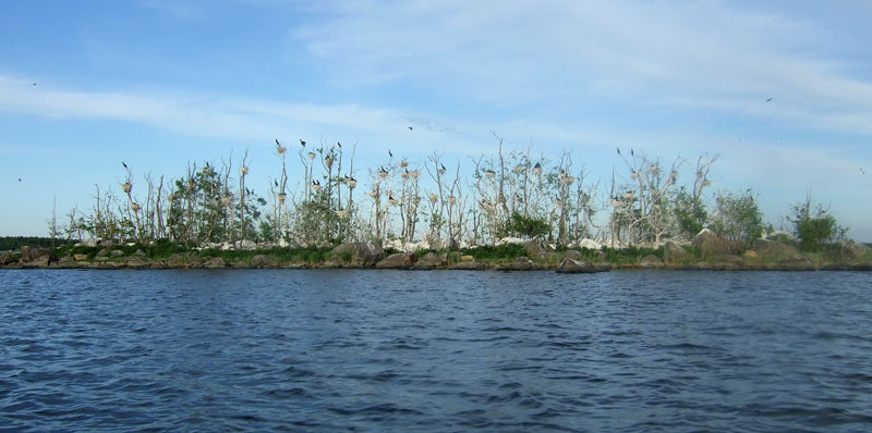 Saari 6