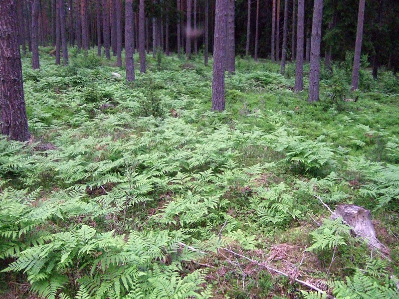 Saniaiset Saniaiset