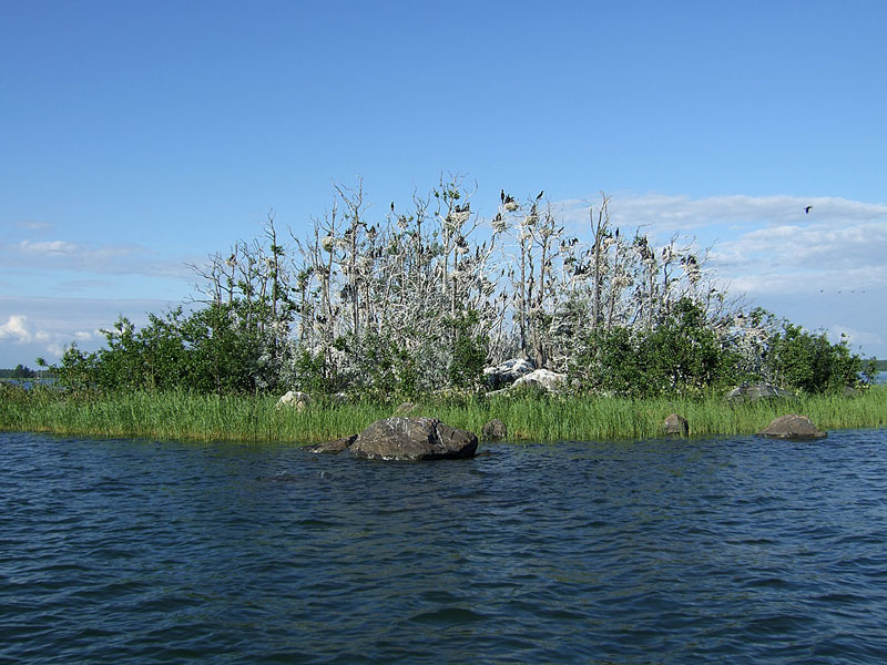 Pes&auml;saari