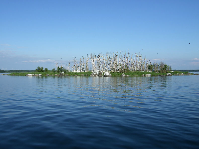 Pes&auml;saari