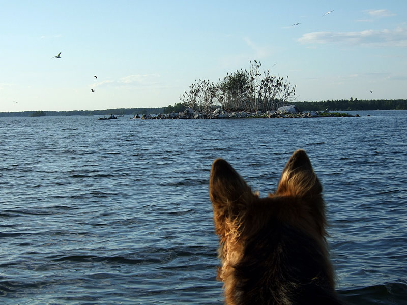 Luoto ja tuijotus