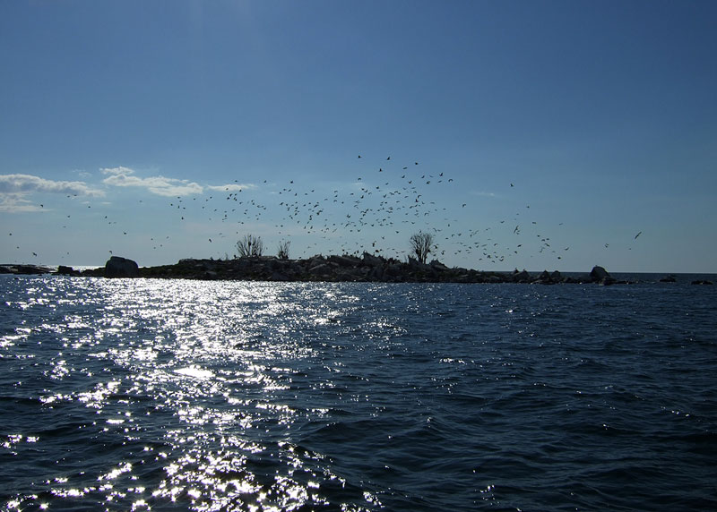 Saari