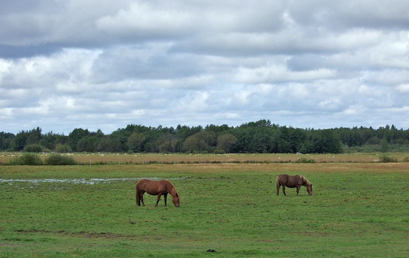 Launainen