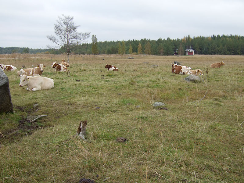 Lehm&auml;t