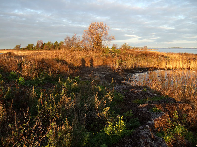 Varjot ruderaatilla