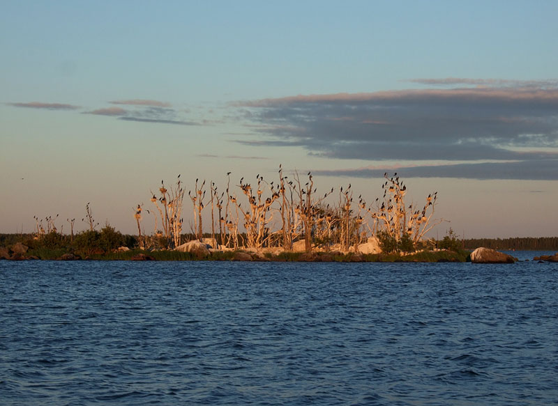 Merimetsoluoto auringonlaskun aikaan