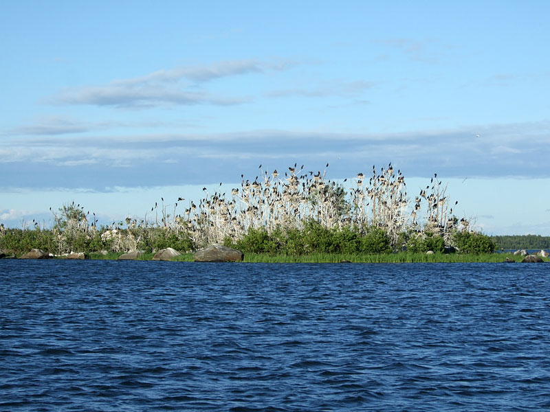 Viimeksi vallattu pesim&auml;saari