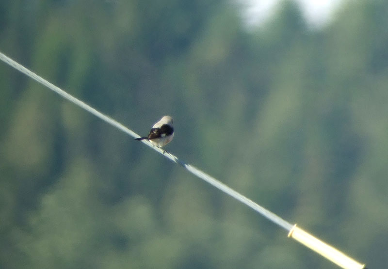 Mustaotsalepink&auml;inen