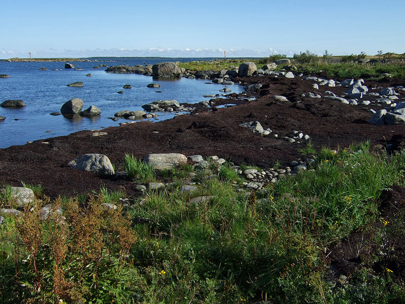 Pohjoishaurut