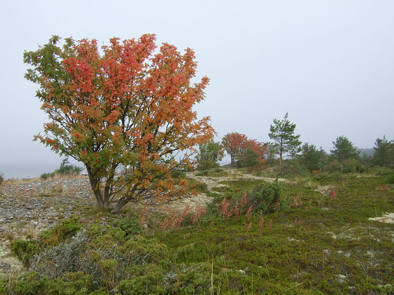 V&auml;rikk&auml;&auml;t pihlajat
