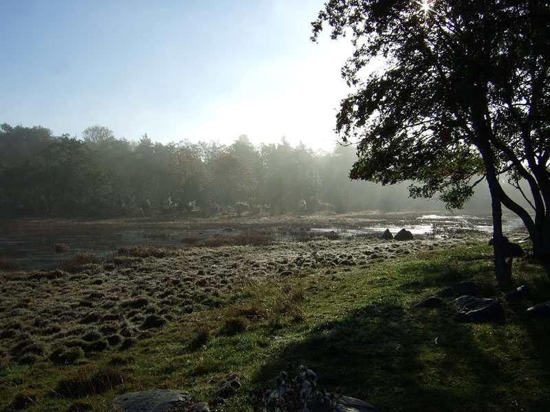 Sumuinen mets&auml;nreuna