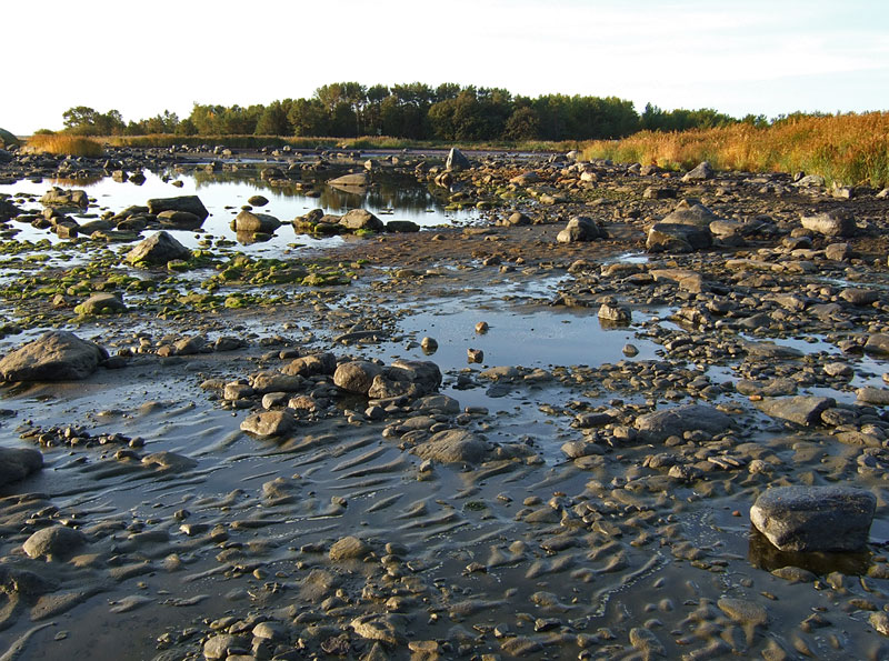 Kuivuva ranta