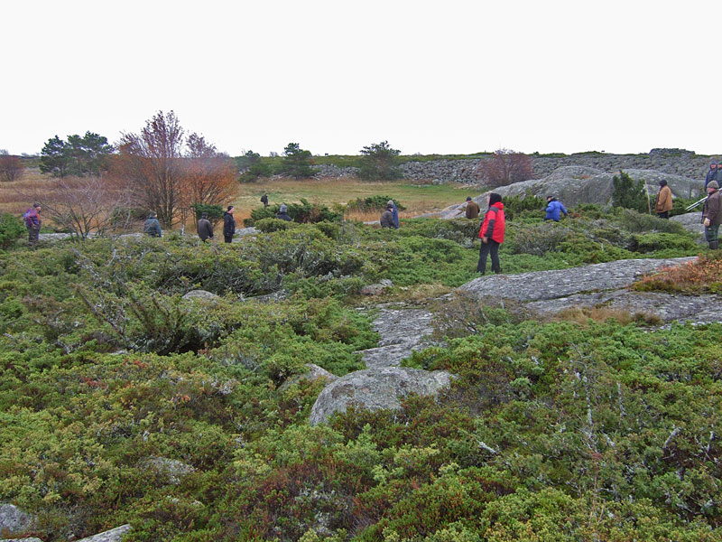 Harava katajikko