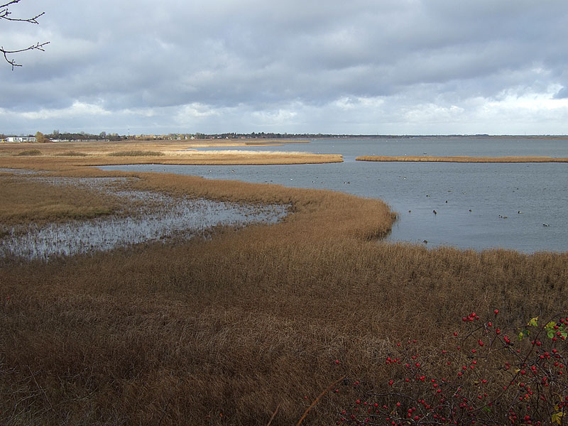 &Ouml;lse magle strand