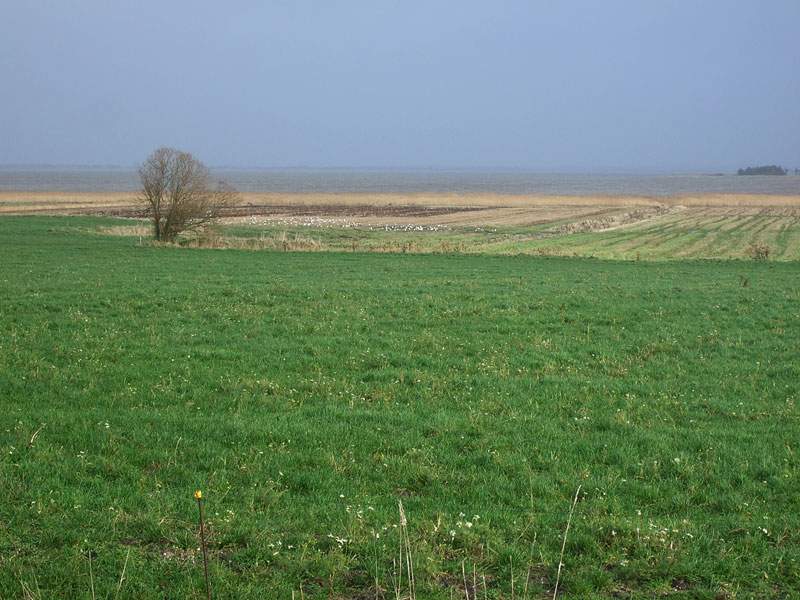 Rantapeltoa