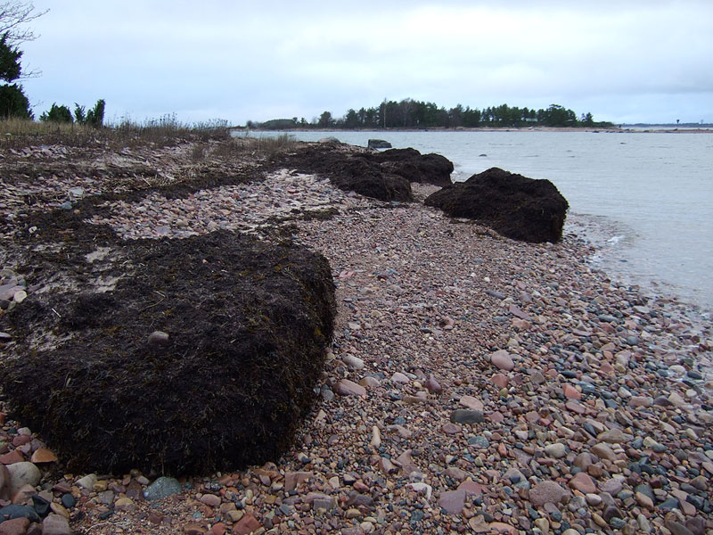 Kataviston haurupaakut