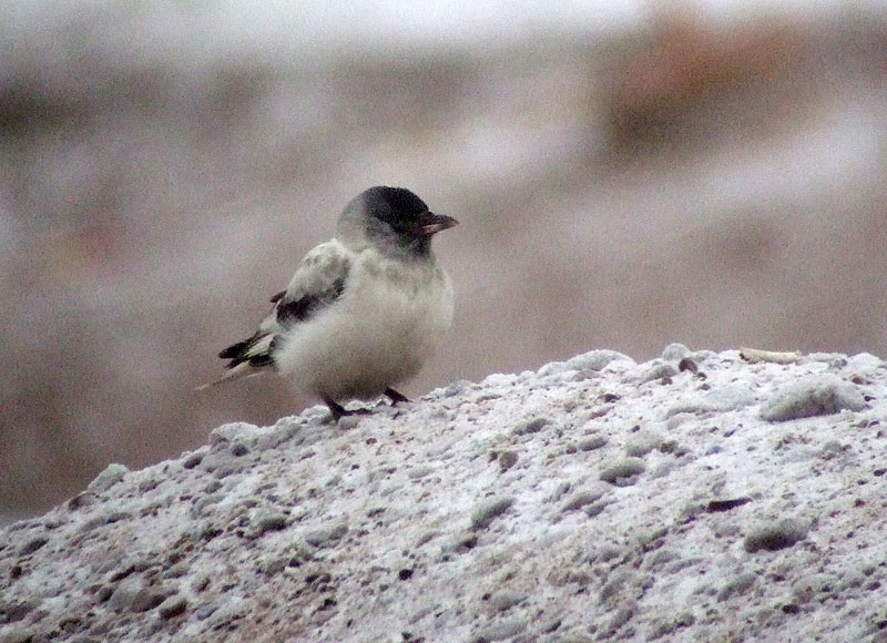 Albiino naakka