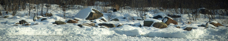 Kolmen parvi maassa