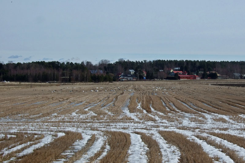 Kirkonseutu