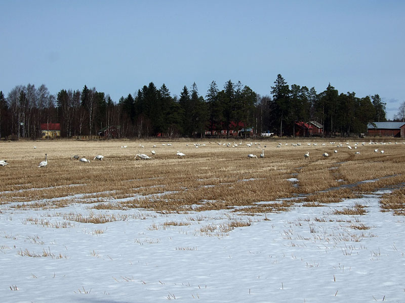 Koivukari