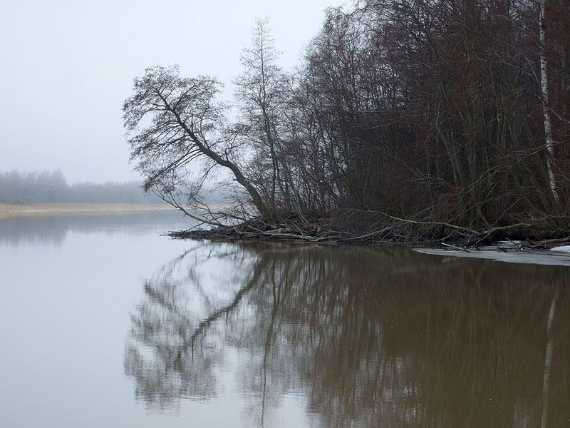 Roikkuva lepp&auml; isojuovalla