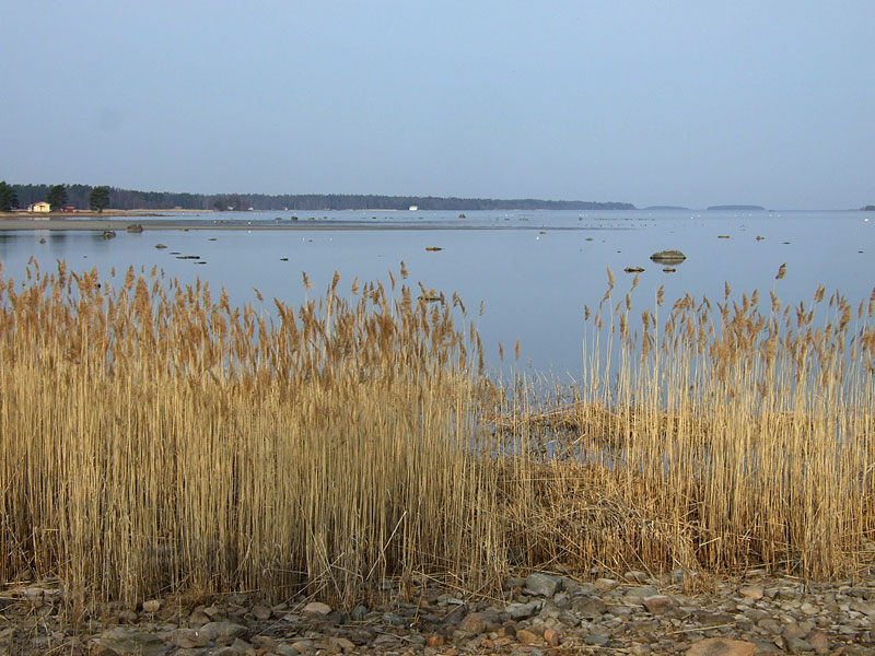 Antgrund