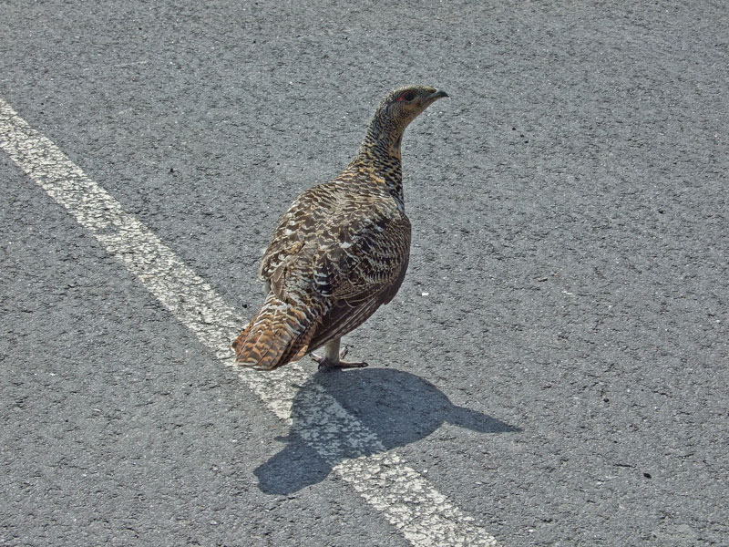 Koppelo